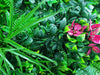 Flowering Lilac Vertical Garden / Green Wall UV Resistant Sample